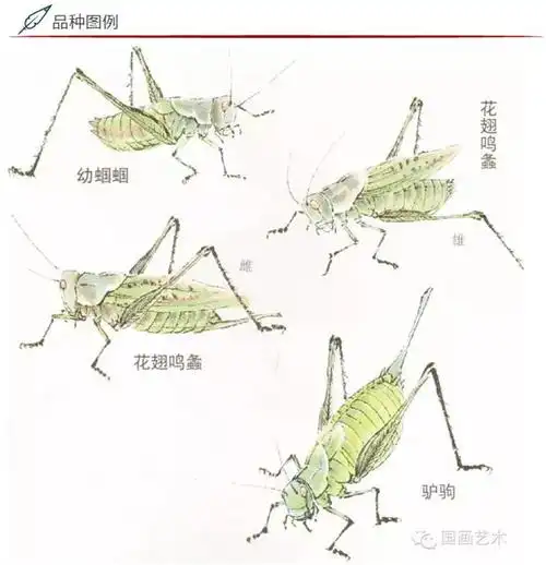 国画蝈蝈的画法