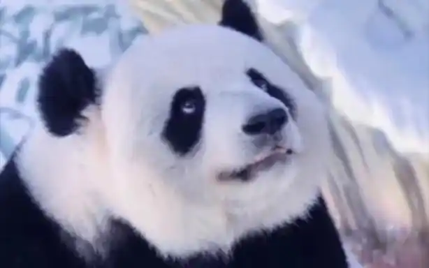 大熊猫暖暖翻白眼