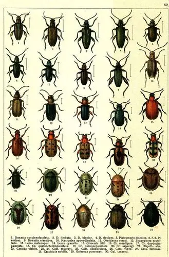 珍妮的肖像的相册甲虫图鉴