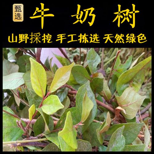 琴叶榕新鲜现采潮汕青草药牛奶树 牛乳树 牛奶根 牛奶子树 琴叶榕