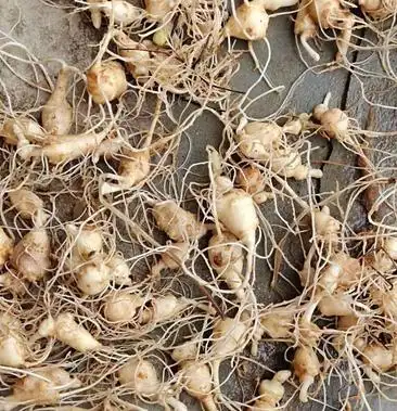 恩施本地白三七竹节参