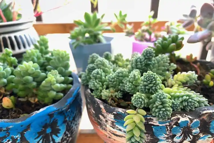 多肉养殖记疲惫的时候看看它们