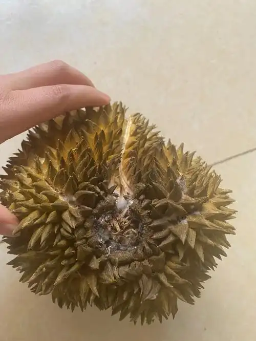榴莲发霉了