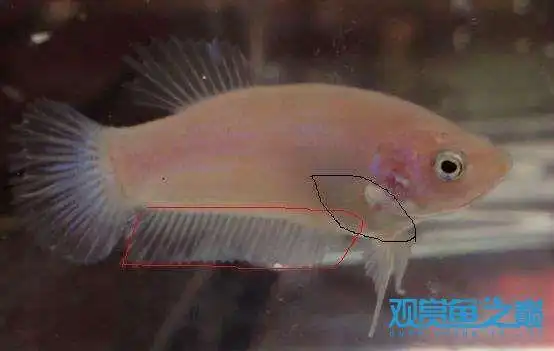 斗鱼公母怎么分