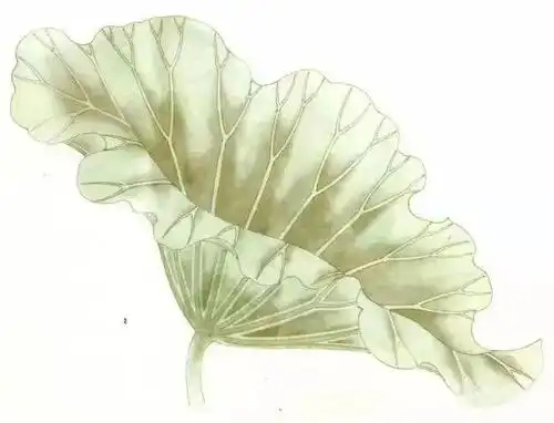 我们爱艺术之工笔画——第五讲《宋本荷叶上色基础技法》_步骤