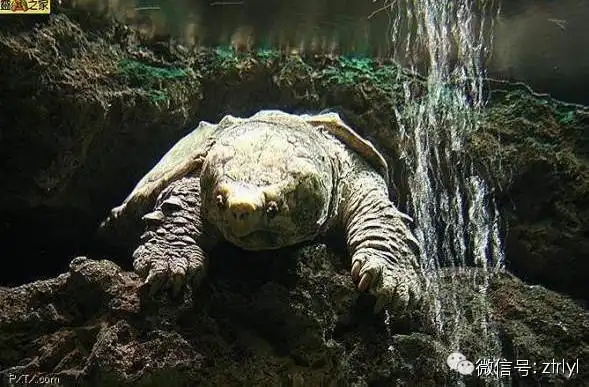 成体大鳄龟的韵味!