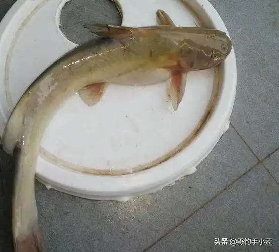 野生鮰鱼吃什么饵料(它被称为长江三鲜之一备受钓鱼人喜爱)(7)