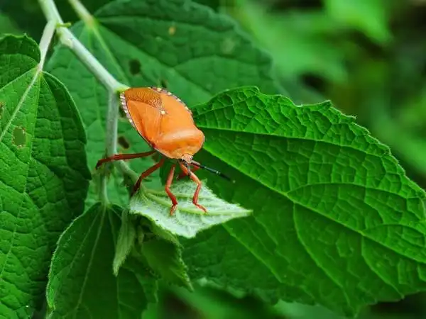 玩虫虫 有鬼蚂蚱