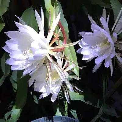 昙花苗花卉盆栽观花植物孔雀蓝室内带花浓香四季 孔雀兰多肉植物