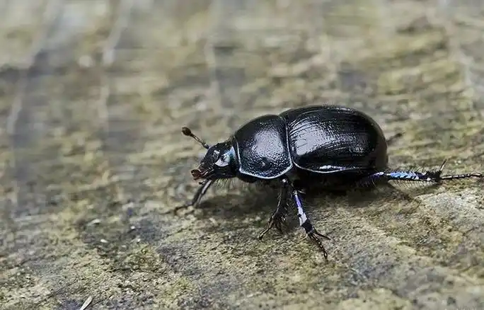 生活在撒哈拉沙漠的十种动物圣甲虫依靠动物粪便生存