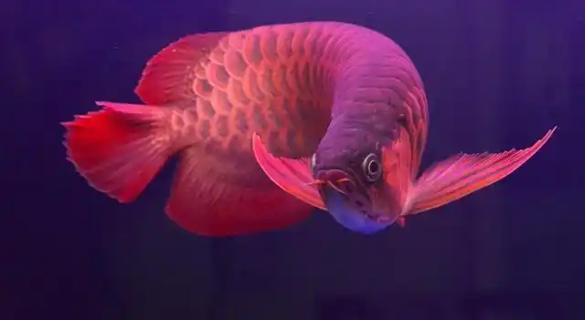 金龙鱼价格(观赏鱼金龙鱼价格)-帝国cms模板网