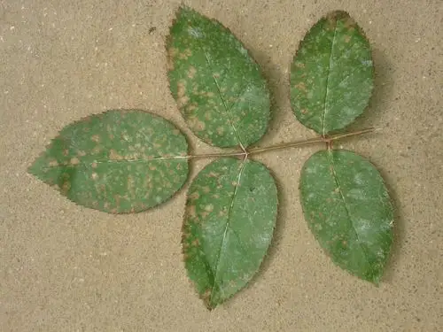 玫瑰花叶上出现干枯斑点,是不是得了什么病?该怎么治?