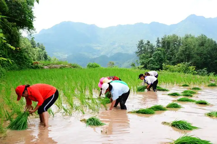 【决战决胜三千峰】武陵源区鱼泉峪村:"贡米"基地插秧忙 田间种出新