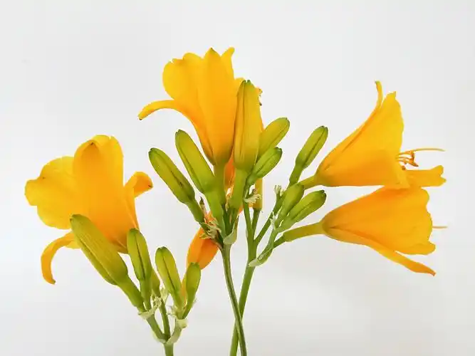 萱草花——中国的母亲花