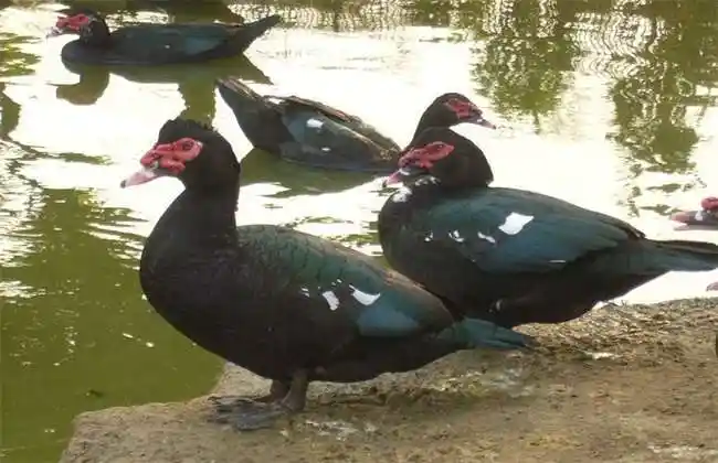 鸭 常见种类 图片