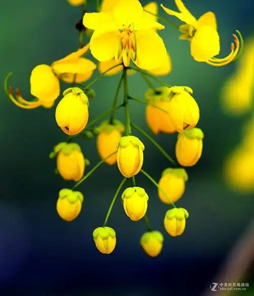 金琏花泰国国花