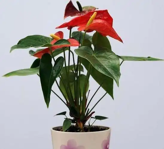 春节养什么花招财并聚财,聚财注意摆放位置