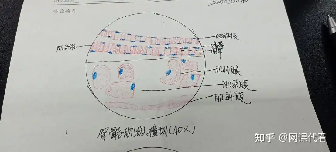 骨骼肌纵横切红蓝绘图