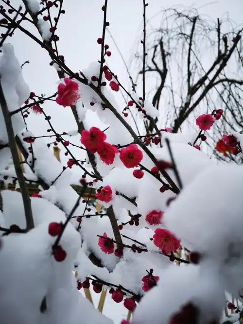 雪中梅原来那么美豆腐村小康梅花园