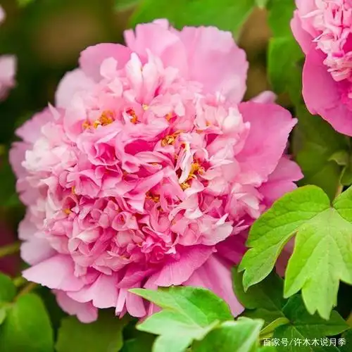 20种中国的国花-牡丹.唯有牡丹真国色,花开时节动京城