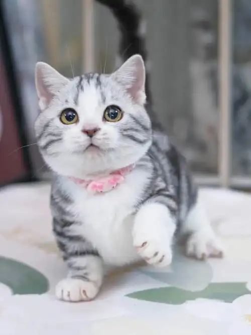 自带笑脸boy#猫舍  #杭州  #矮脚猫  #美短起司