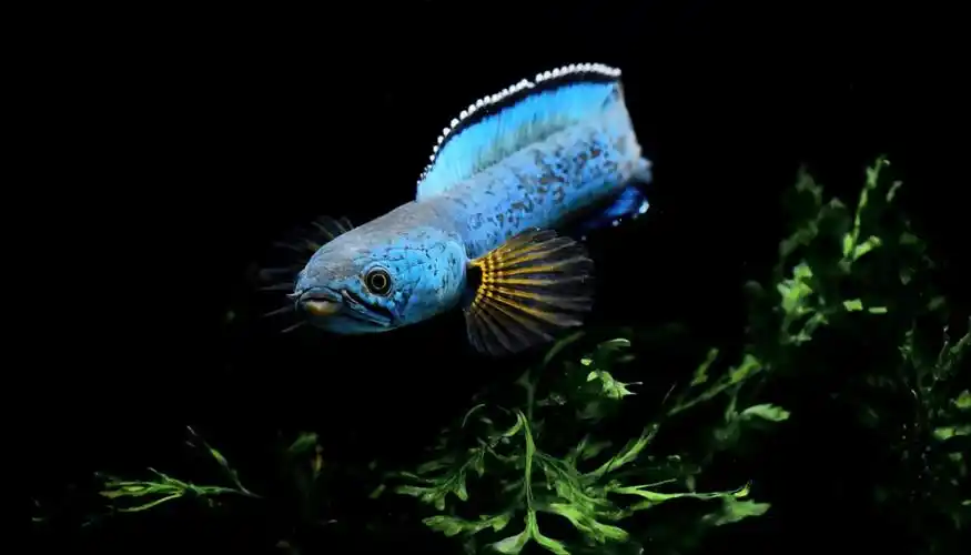 社团科普【龙年特辑·七】雷龙鱼:迷迭之光,囚壑之蛟