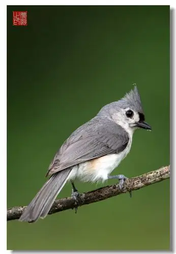 【引用】[原创摄影] 灰冠山雀18p