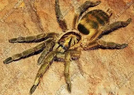 捕鸟蛛资料中心——千里达橄榄金