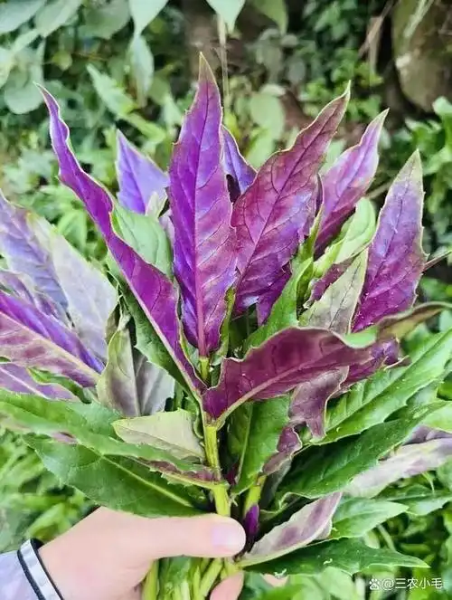 血皮菜,又叫红凤菜,食用超千年古老蔬菜,如今却说有毒,到底能不能吃?