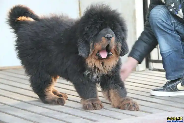 獒园出售4----5月精品猪獒,骨架毛量超大