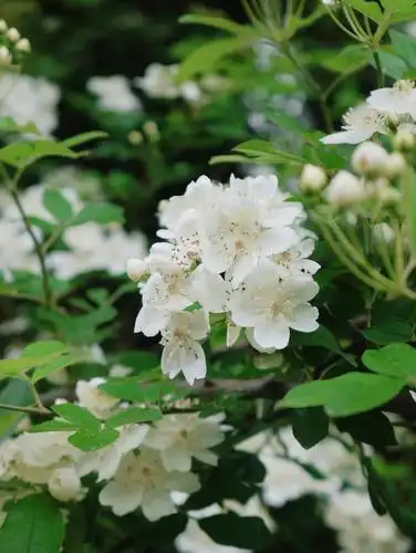 一蓬春·木香花