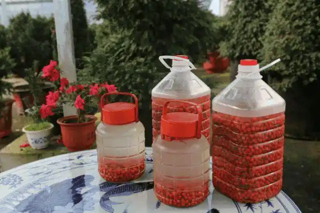 最重要的就是红豆杉果实含紫杉醇,用来泡酒可以辅助治疗癌症,可有效