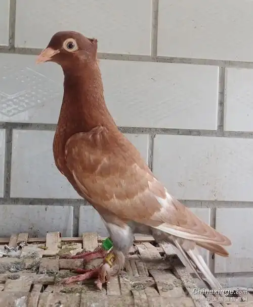 火凤凰鸟冠- 鸽友圈 - 中国信鸽信息网