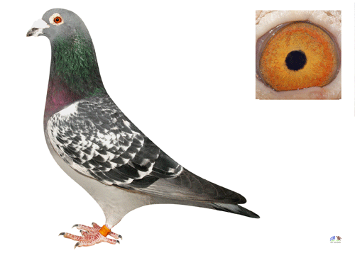 杨登元西翁麻雀