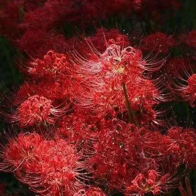 彼岸花开花彼岸