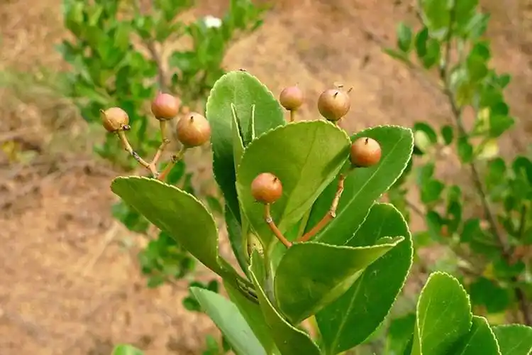我见到的山东本土植物和园林栽培植物(864)扶芳藤