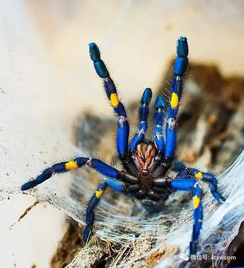 物种图册蓝宝石华丽雨林蛛