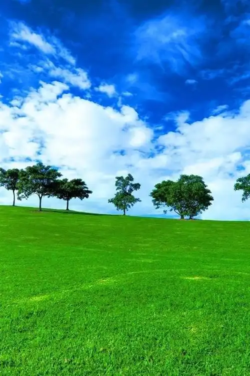 树,草地,田野,绿色 iphone 壁纸