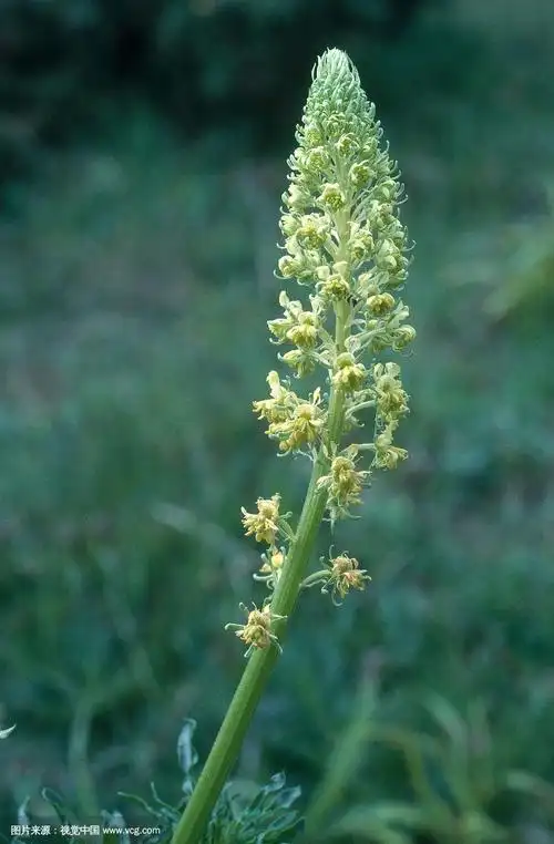 木犀草 - green fingers - gfinger is the most professional