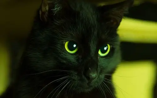 精选萌宠猫咪图片高清电脑壁纸