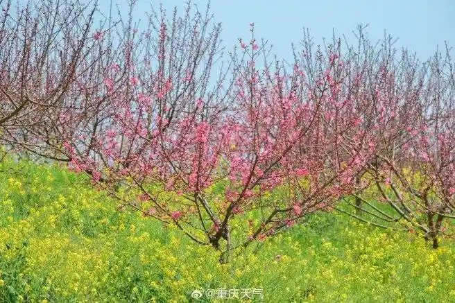 阴雨再次上线 未来三天重庆难觅春阳_气温_天气_阴天