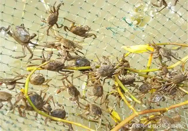 河蟹的养殖:如何在大棚中养殖河蟹?