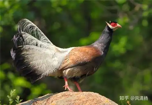 长得很美的鸡都有哪些?