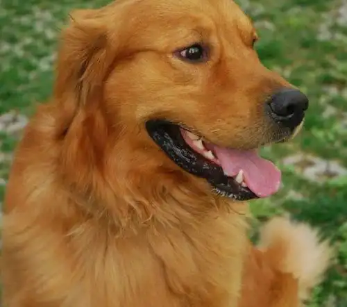 5个月了,红毛金毛