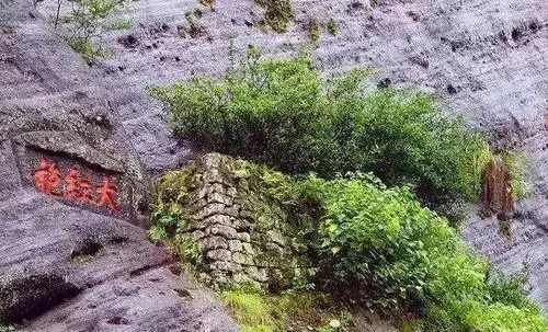 武夷山大红袍,六棵母树的财富传奇!