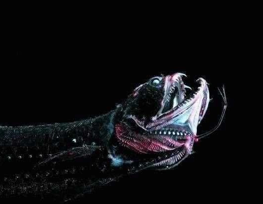 海底10000米的世界是怎么样的?科学家:和我们想象中的不一样!