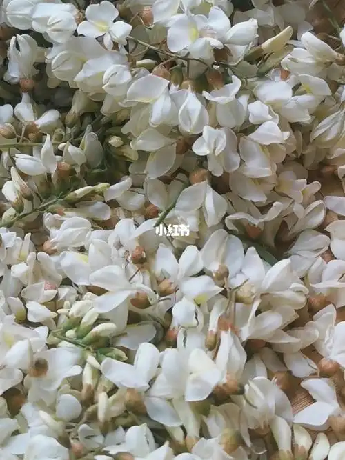 香气扑鼻银雀花