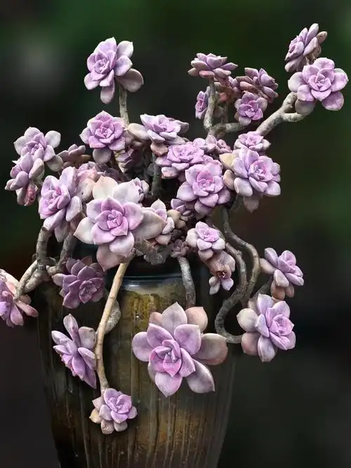 适合夏季养的紫乐多肉,容易养颜值高,养成老桩还有成就感