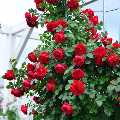花润露佛罗伦蒂娜爬藤月季花苗盆栽地栽四季开花佛罗伦玫瑰红色大花