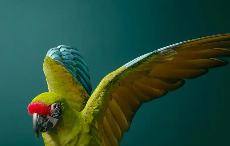 请爱护动物充满人文关怀的动物摄影作品